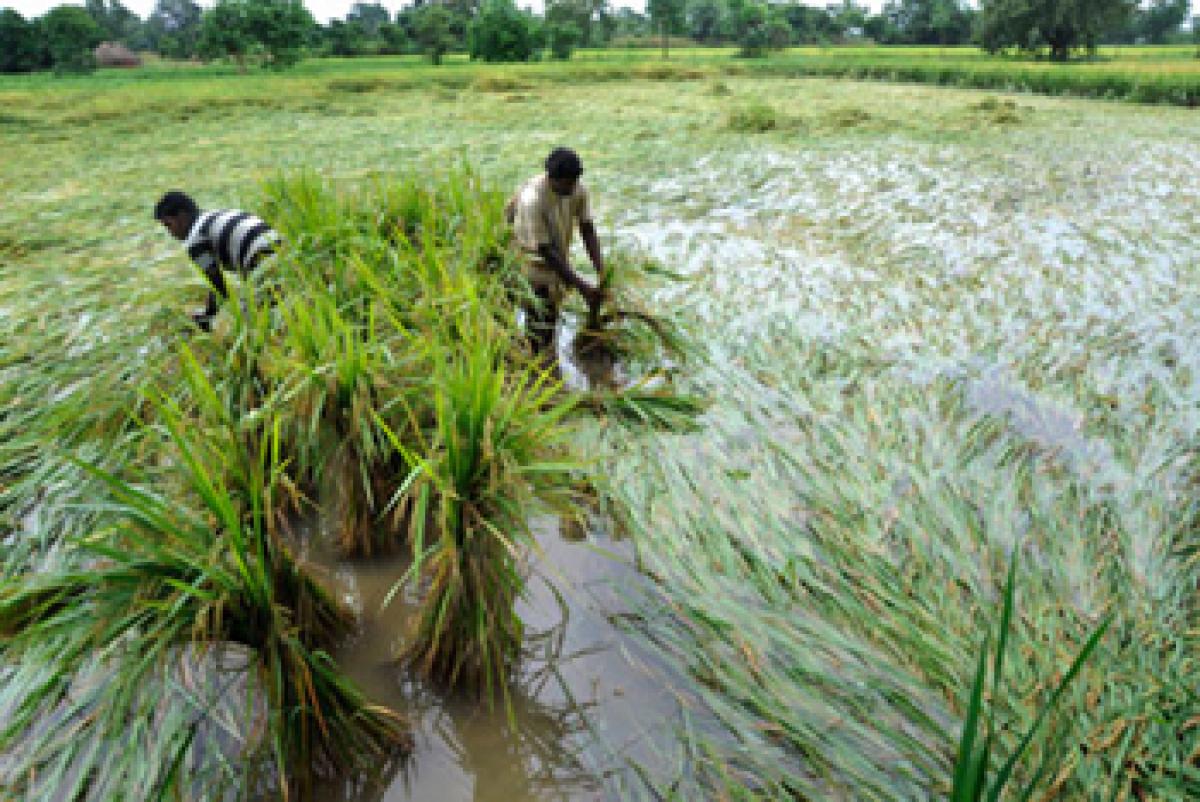 During 2008-14, of the 20.18 lakh hectares of agricultural land affected by natural calamities in united AP, the residuary State alone accounts for around 16 lakh hectares. But, the Centre&rsquo;s response has been lukewarm 